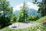 Flowering meadow and trees