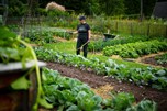 Woman watering plants in vegetable garden