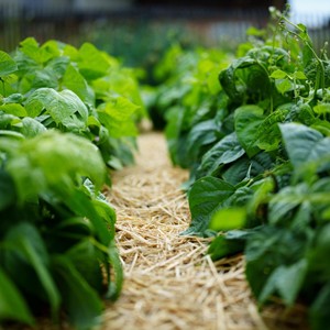 Vegetable plants up close