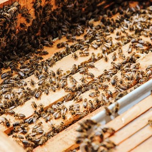 Bees in the hive