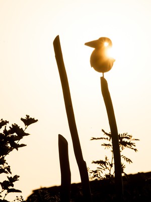 the bird is like us, it stands for the wonderful feeling of being different Bird figure on a wooden pole photographed against the sun