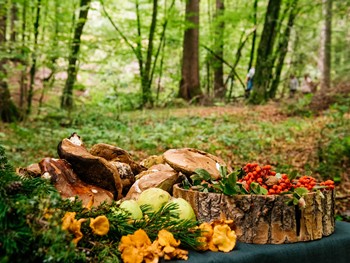 Pilze, Beeren und Zweige vor Waldkulisse
