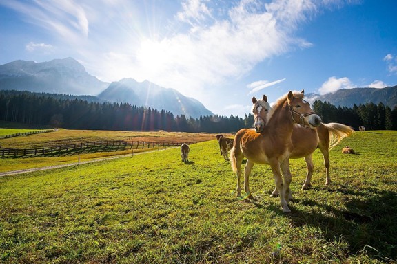 Horses in the pasture in front of a mountain scenery